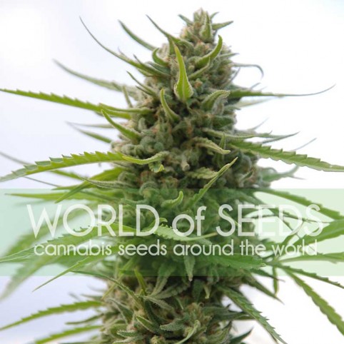 Kilimanjaro Cannabis Seeds