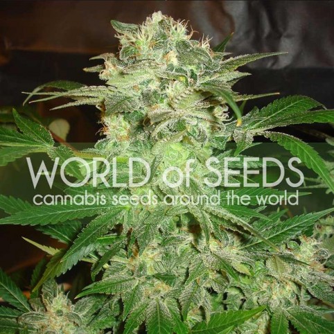 Mazar Kush Cannabis Seeds