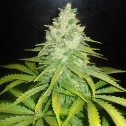 Mazar x Great White Shark Cannabis Seeds