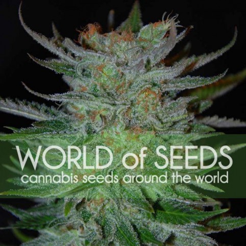 New York 47 Cannabis Seeds