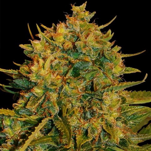 Northern Lights x Big Bud Auto Cannabis Seeds