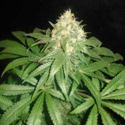 Northern Lights x Big Bud Cannabis Seeds