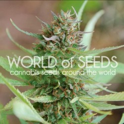 Strawberry Blue Cannabis Seeds