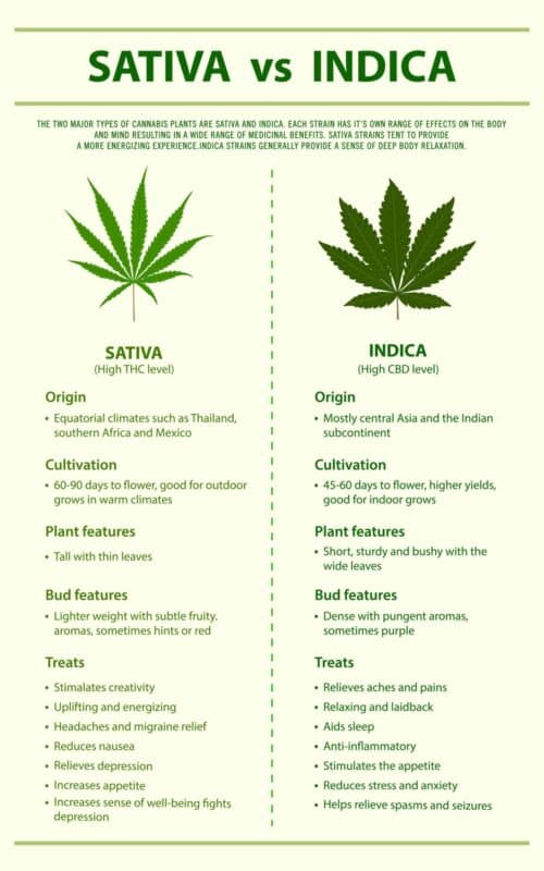 Indica vs Sativa Cannabis