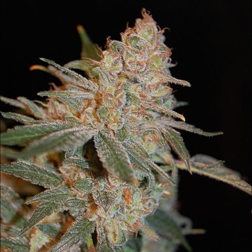 Black Diesel