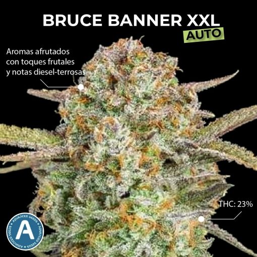 Bruce Banner XXL Auto