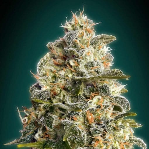 Heavy Bud