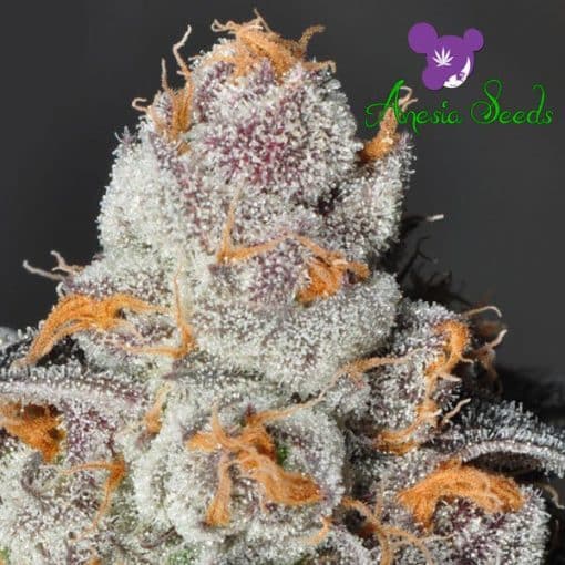 Anesia Scout Cookies