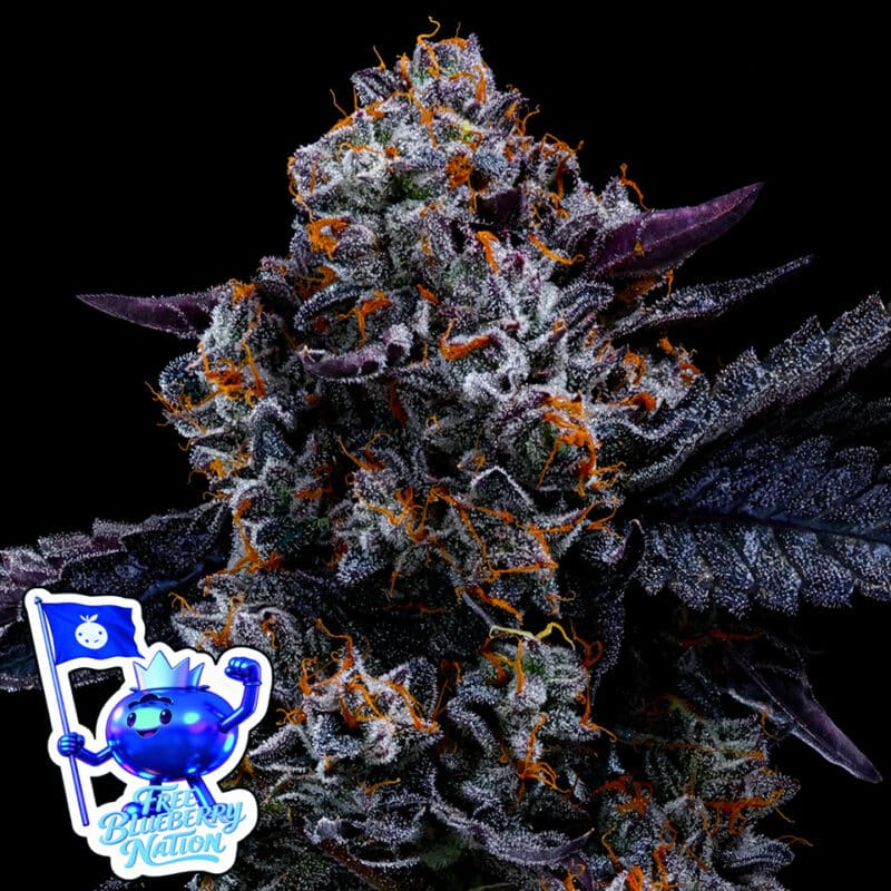 Free Blueberry Nation
