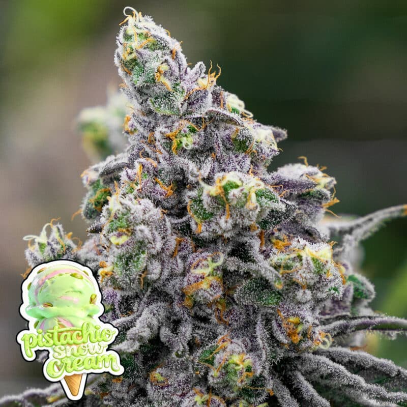 Pistachio Snow Cream