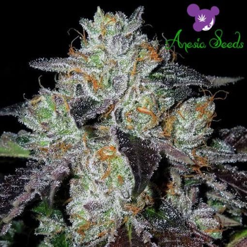 Purple Domina