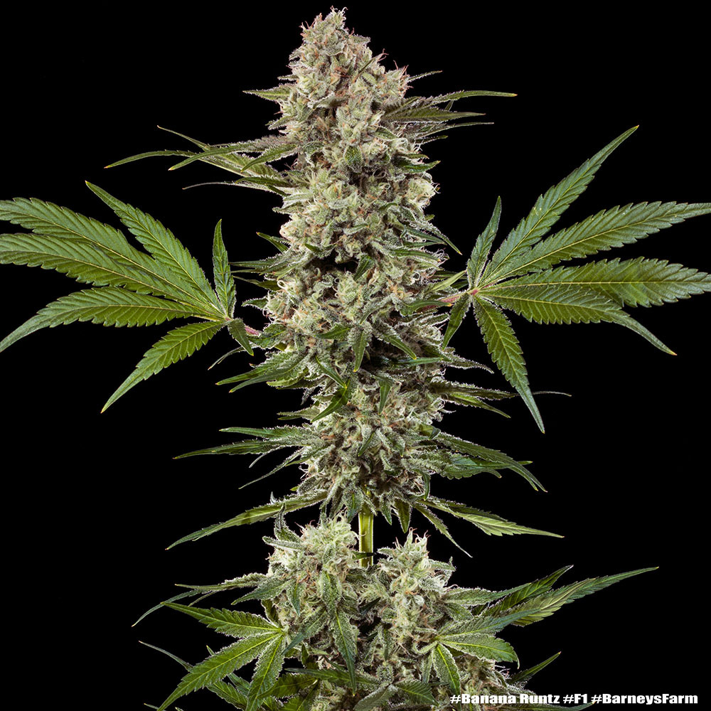 Banana Runtz Precision F1 Hybrid Seeds | 30% THC & Massive Yields