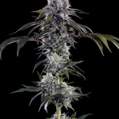 Durban Z F1