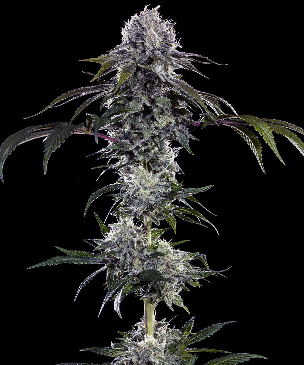 Durban Z F1