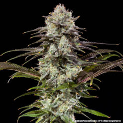 London Pound Cake F1