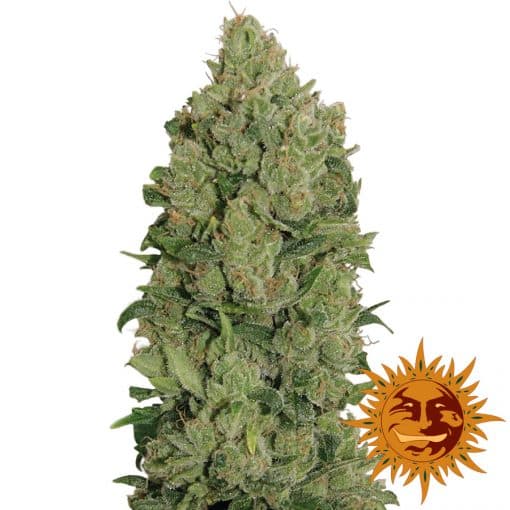 Auto NYC Diesel