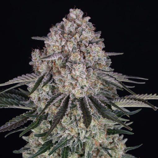 Sour Diesel Auto