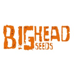 Big Head Seeds