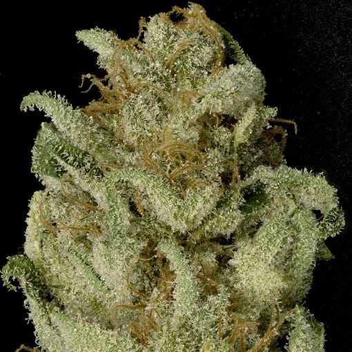 Bruce Banner #3