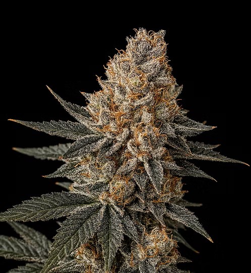 Jelly Breath