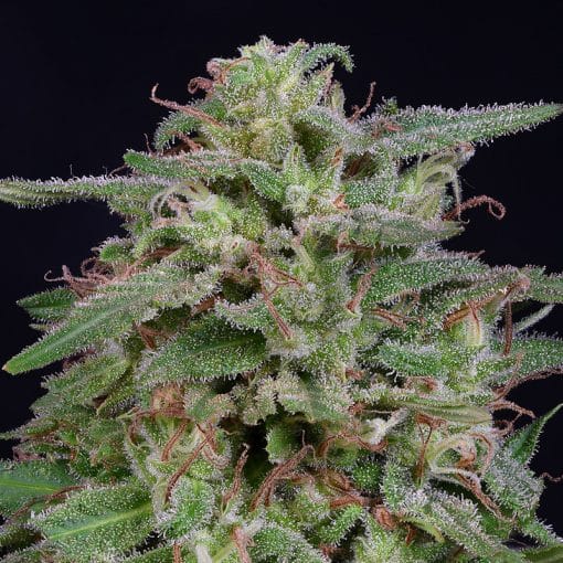 White Widow