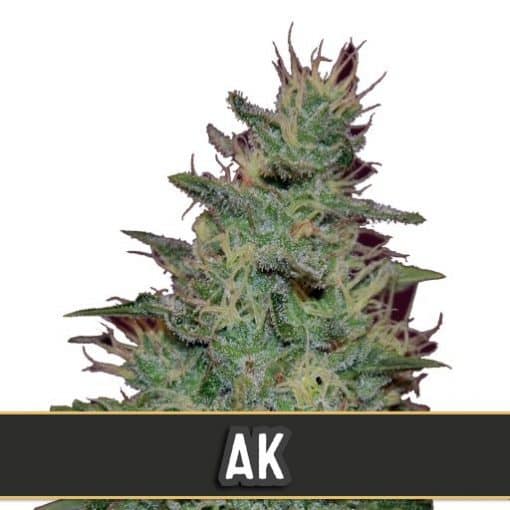 AK Automatic