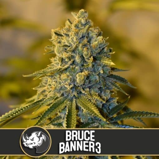 Bruce Banner #3