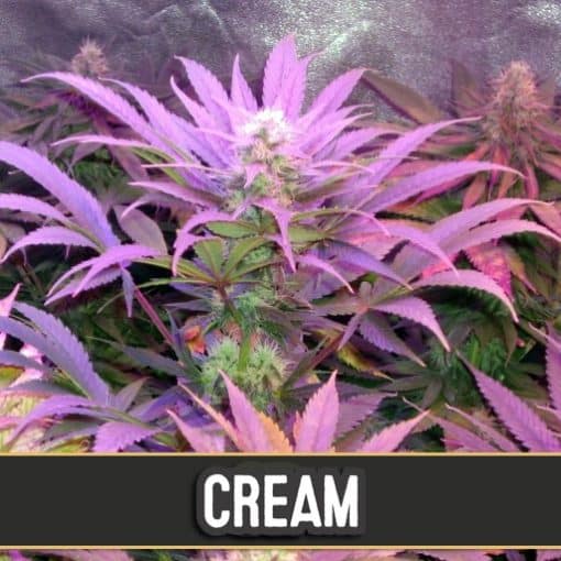 Cream Automatic