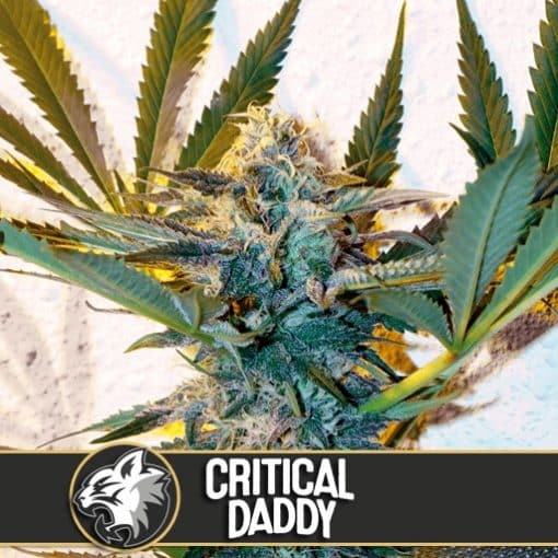 Critical Daddy Purple