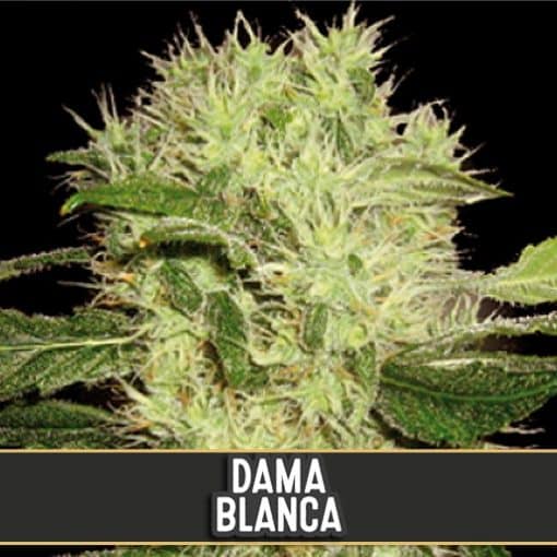 Dama Blanca