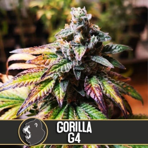 Gorilla G4