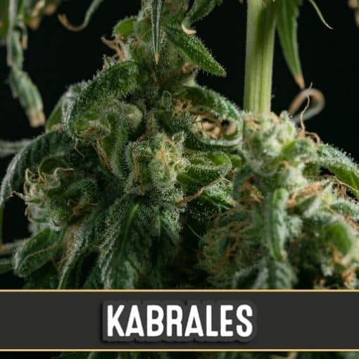 Kabrales