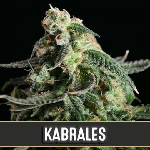 Kabrales Automatic