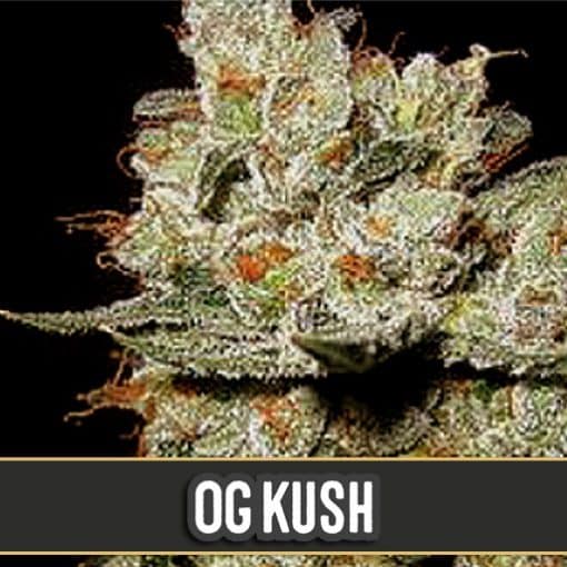 OG Kush