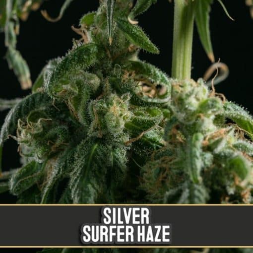 Silver Surfer Haze