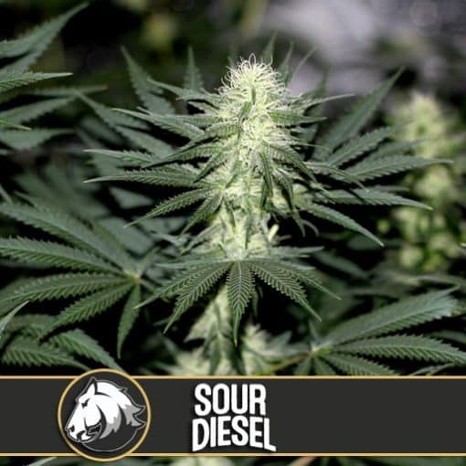 Sour Diesel