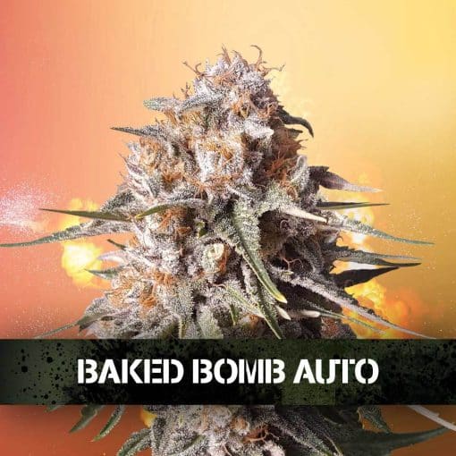 Baked Bomb Auto