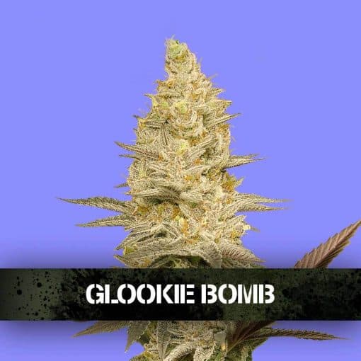 Glookie Bomb