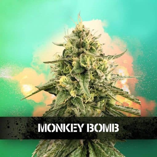 Monkey Bomb