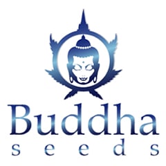 Buddha Seeds