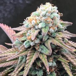 Alien Masster Kush