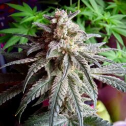 Auto Purple Dawg Mass