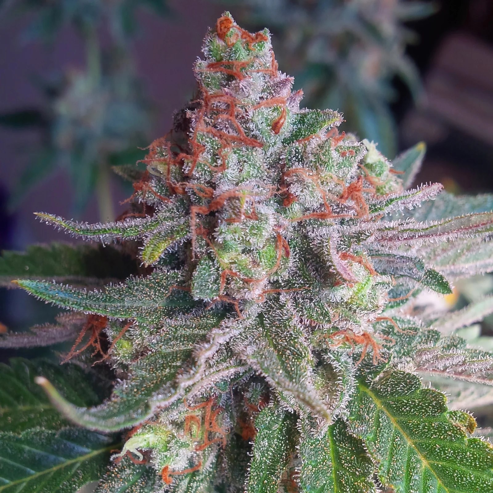 Purple Skunk Mass