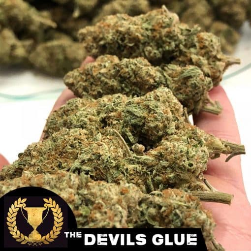 Devil's Glue