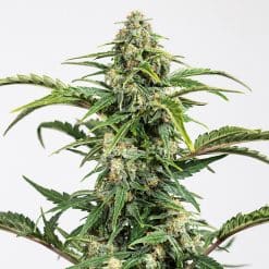 Dinamed Auto CBD