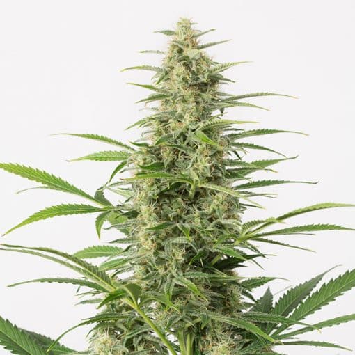 Sour Diesel Auto