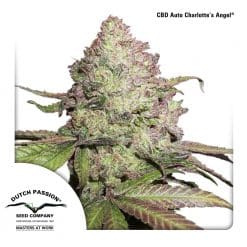 CBD Auto Charlottes Angel