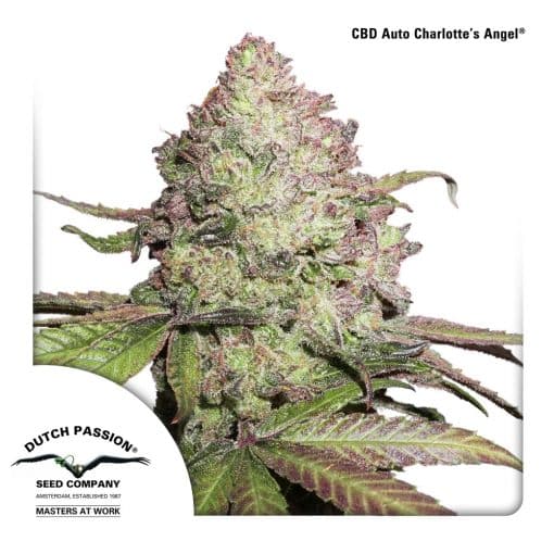 CBD Auto Charlottes Angel