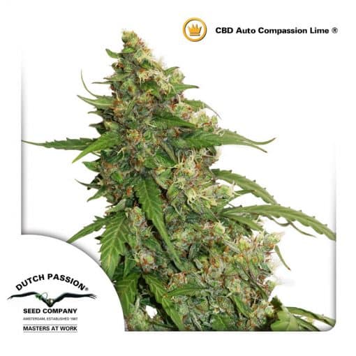 CBD Auto Compassion Lime