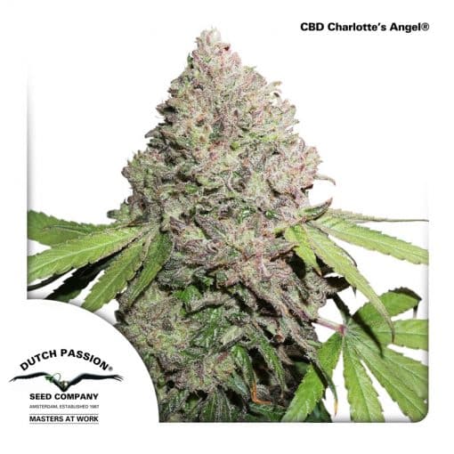 CBD Charlottes Angel